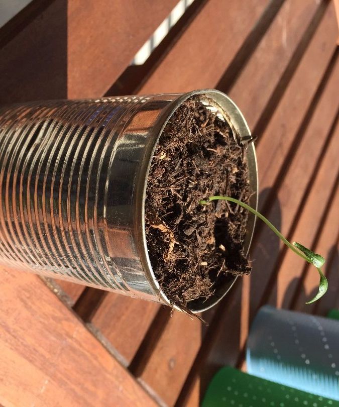 Recycled flower pot from tin cans 