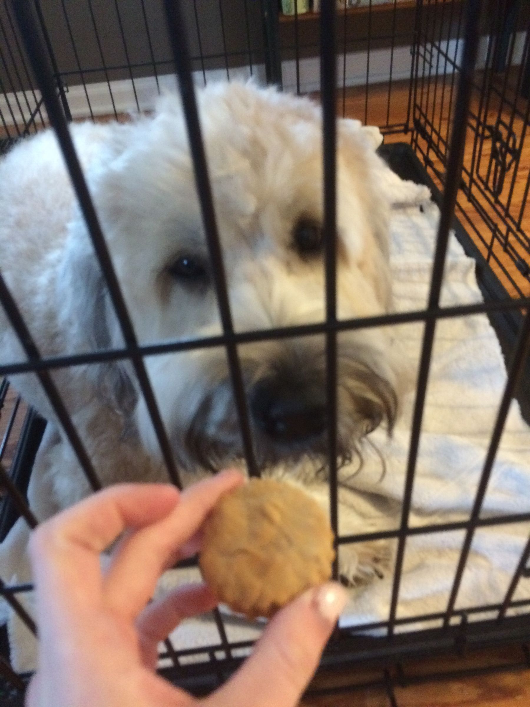 Worlds Best Dog Treats