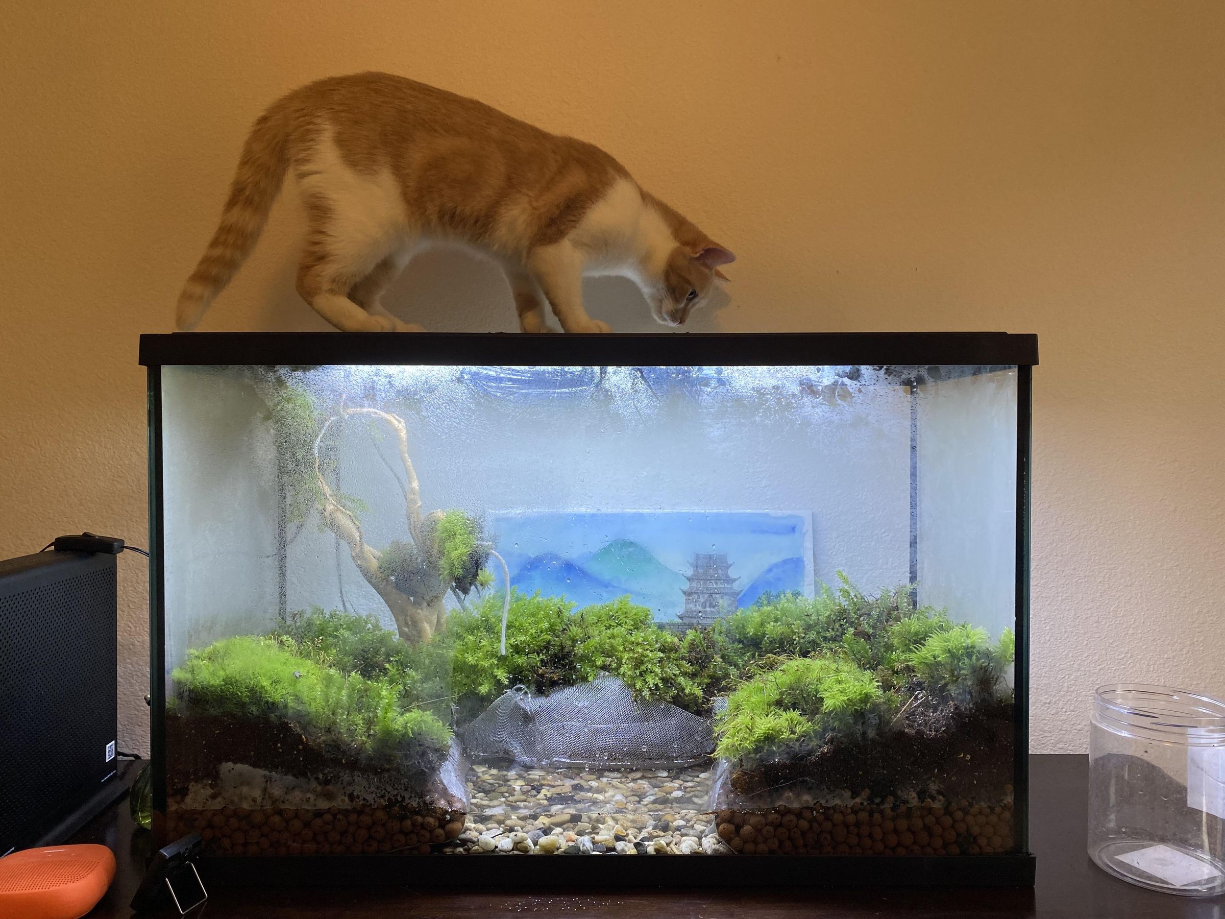 How to Build a Paludarium 7 Steps (with Pictures) Instructables