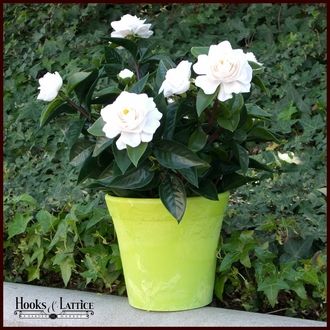 Make Your Home a Better Place for Your Family by Improving Your Garden and Installing Window Boxes