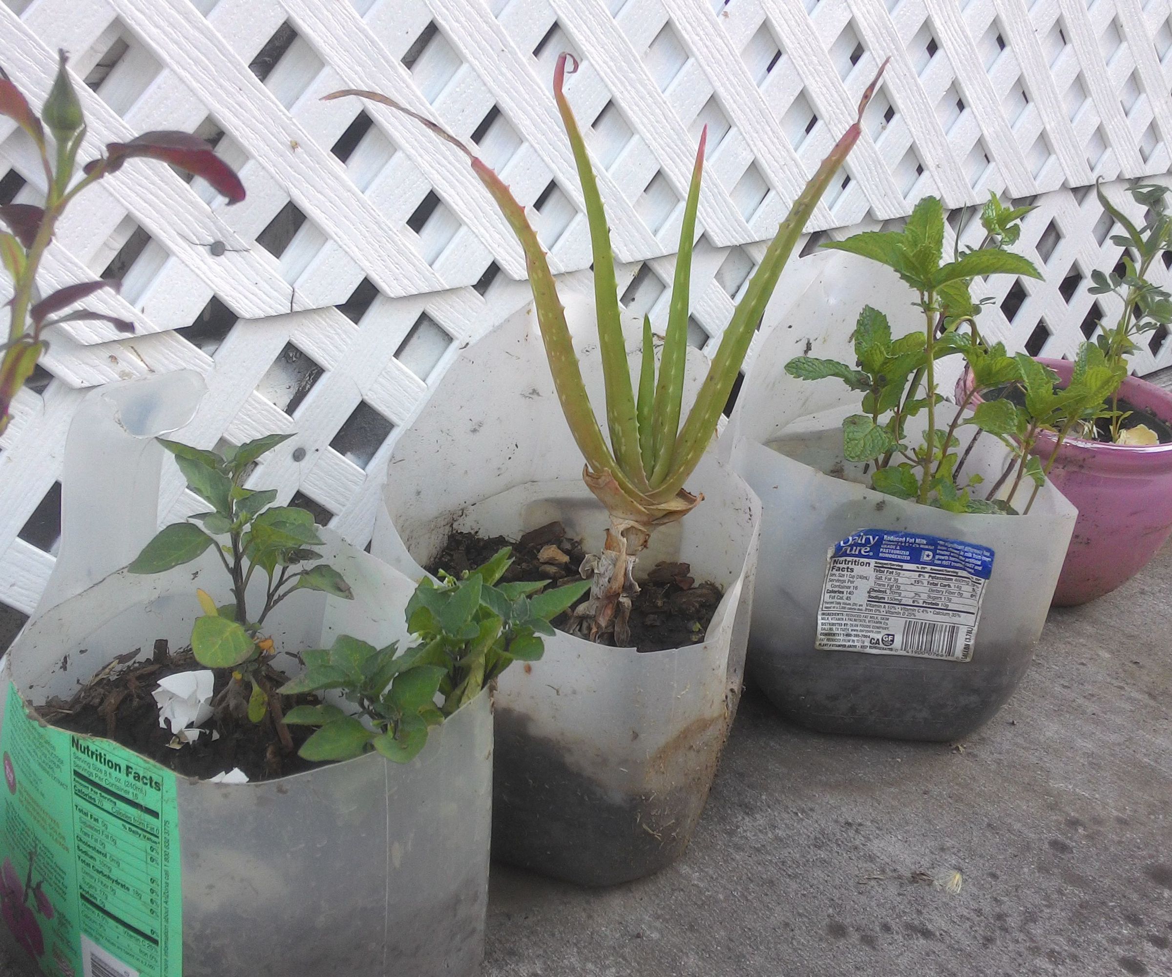 My Mini Kitchen Garden 