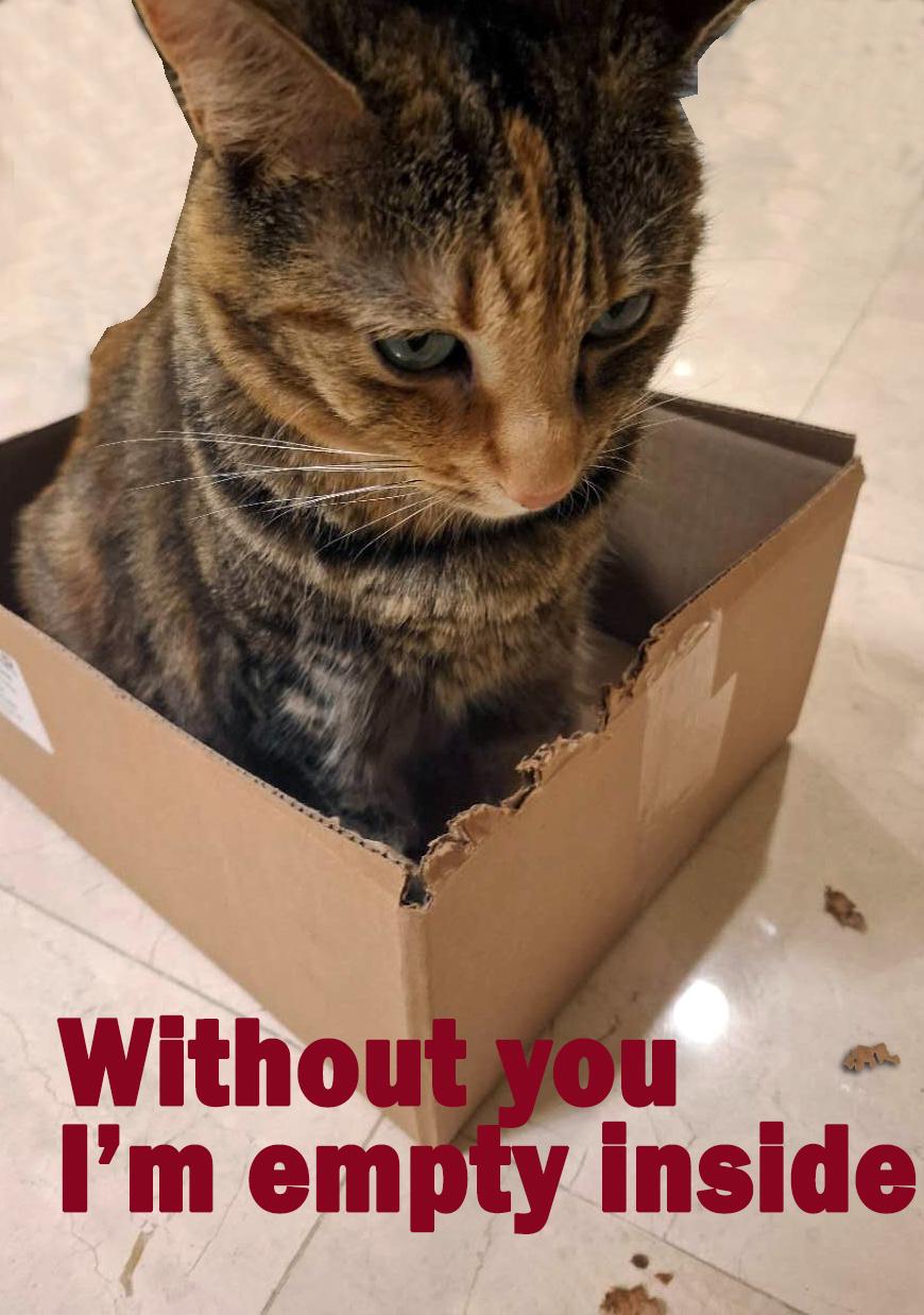 The Meow-ssieur's Pegasus Throne