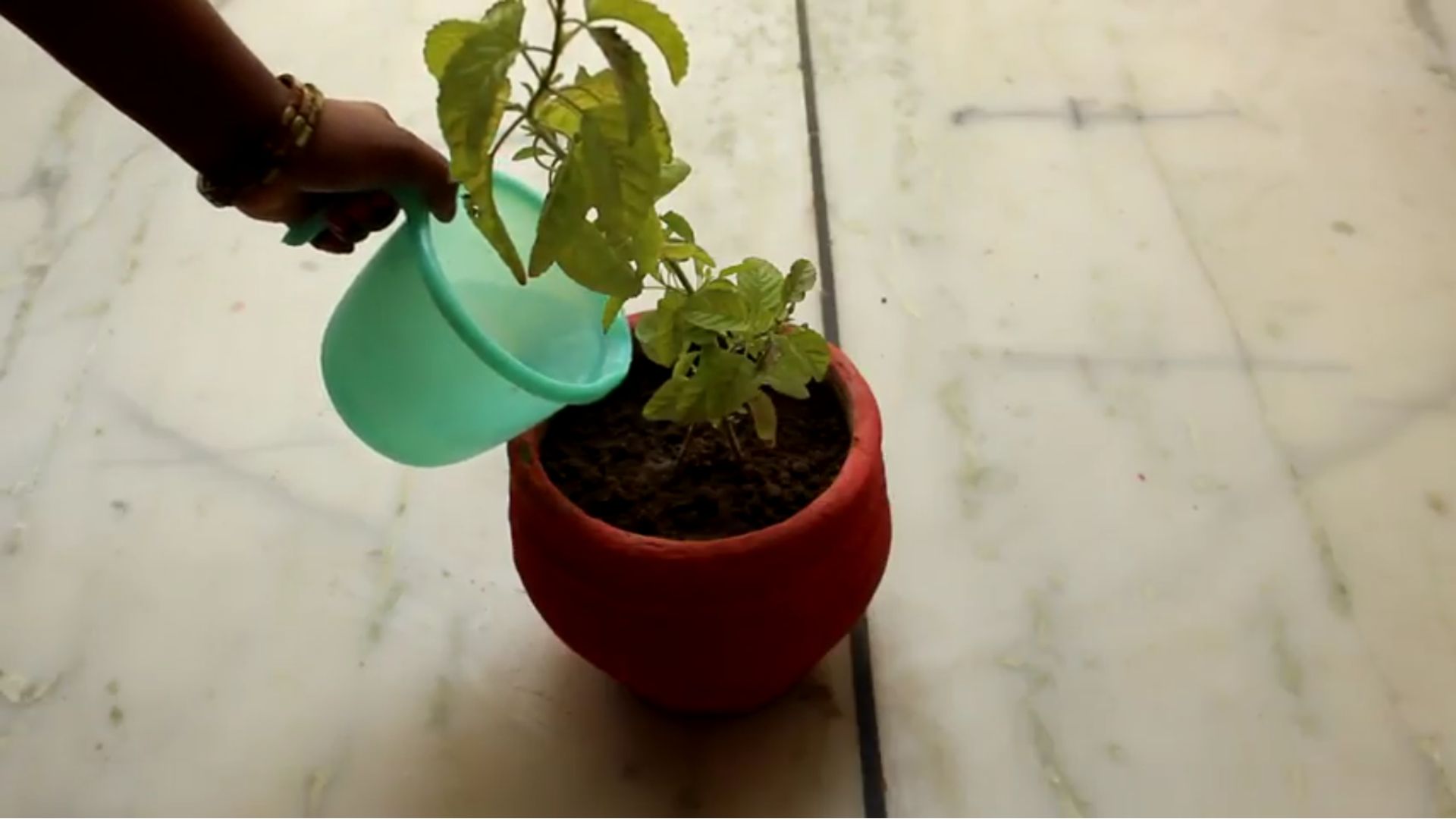 How to Plant Indoor "HOLY BASIL" 5 Steps (with Pictures) Instructables