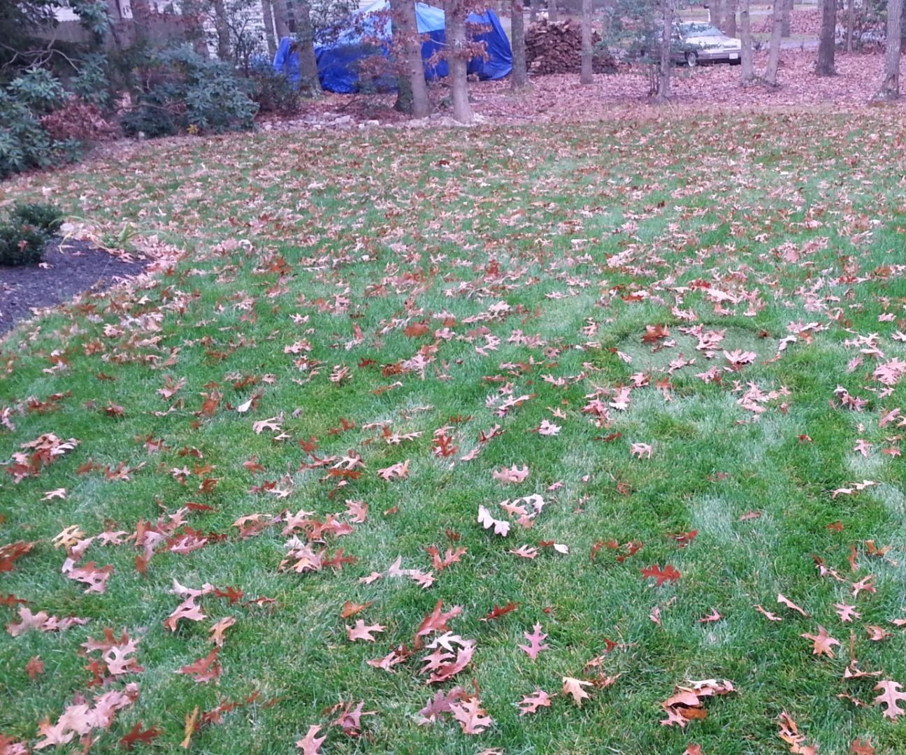 A grass septic tank cover...COVER!