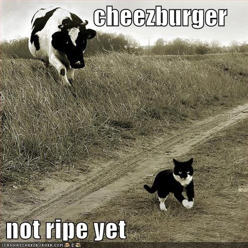 LOLCATS