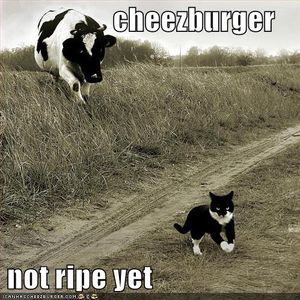 LOLCATS