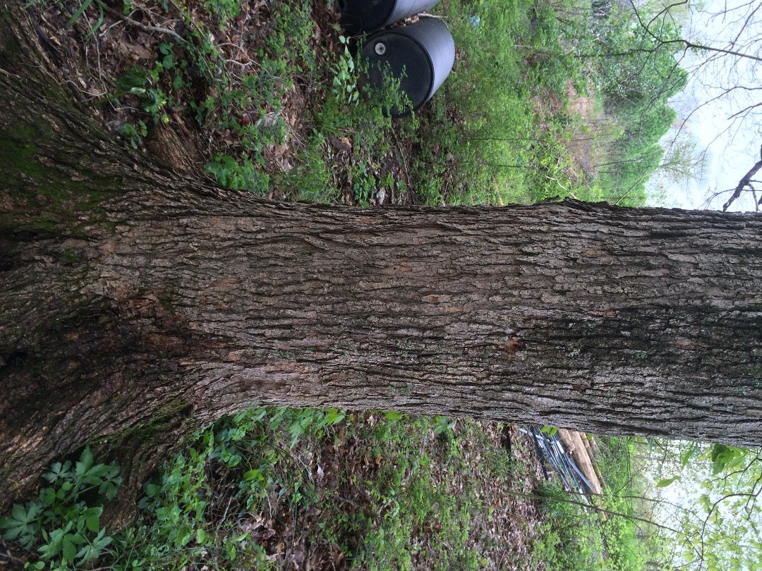 Find Some Maple Trees