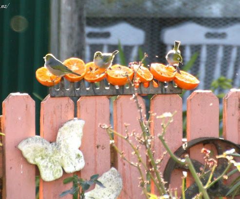 Rake Head Bird or Butterfly Feeder...
