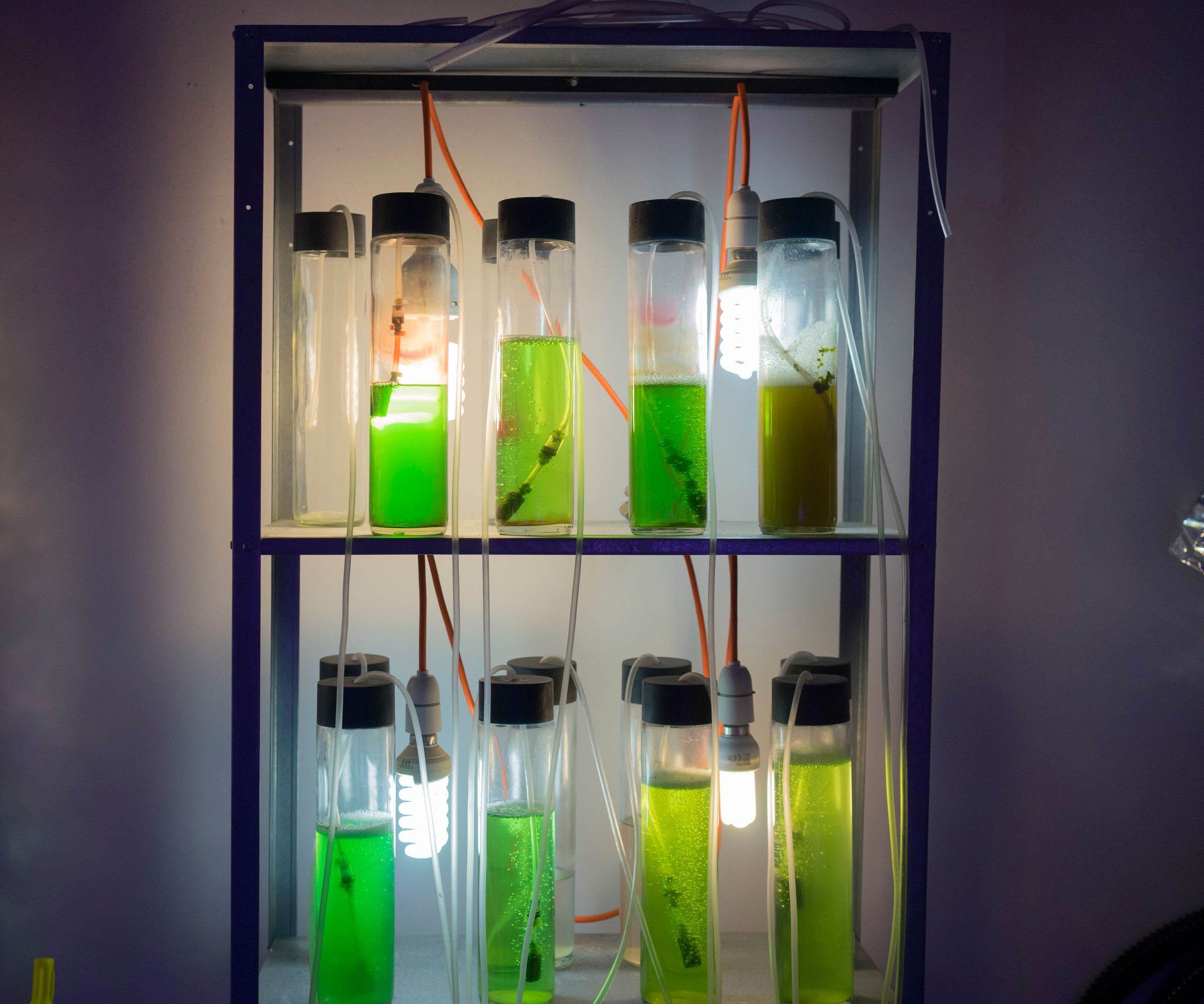 MOS - Algae Stack