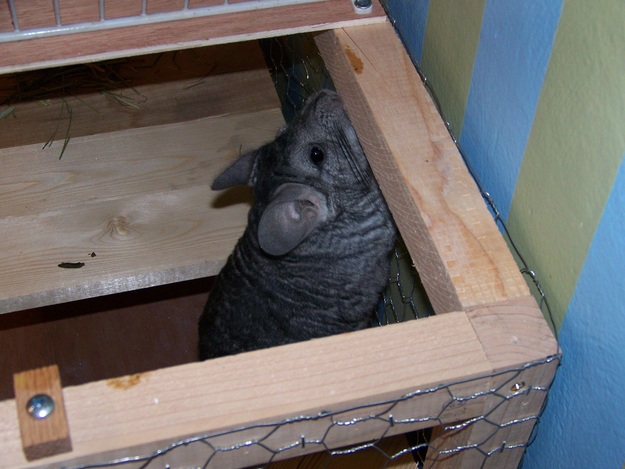 Make Your Chinchilla's Cage Bigger. 6 Steps (with Pictures