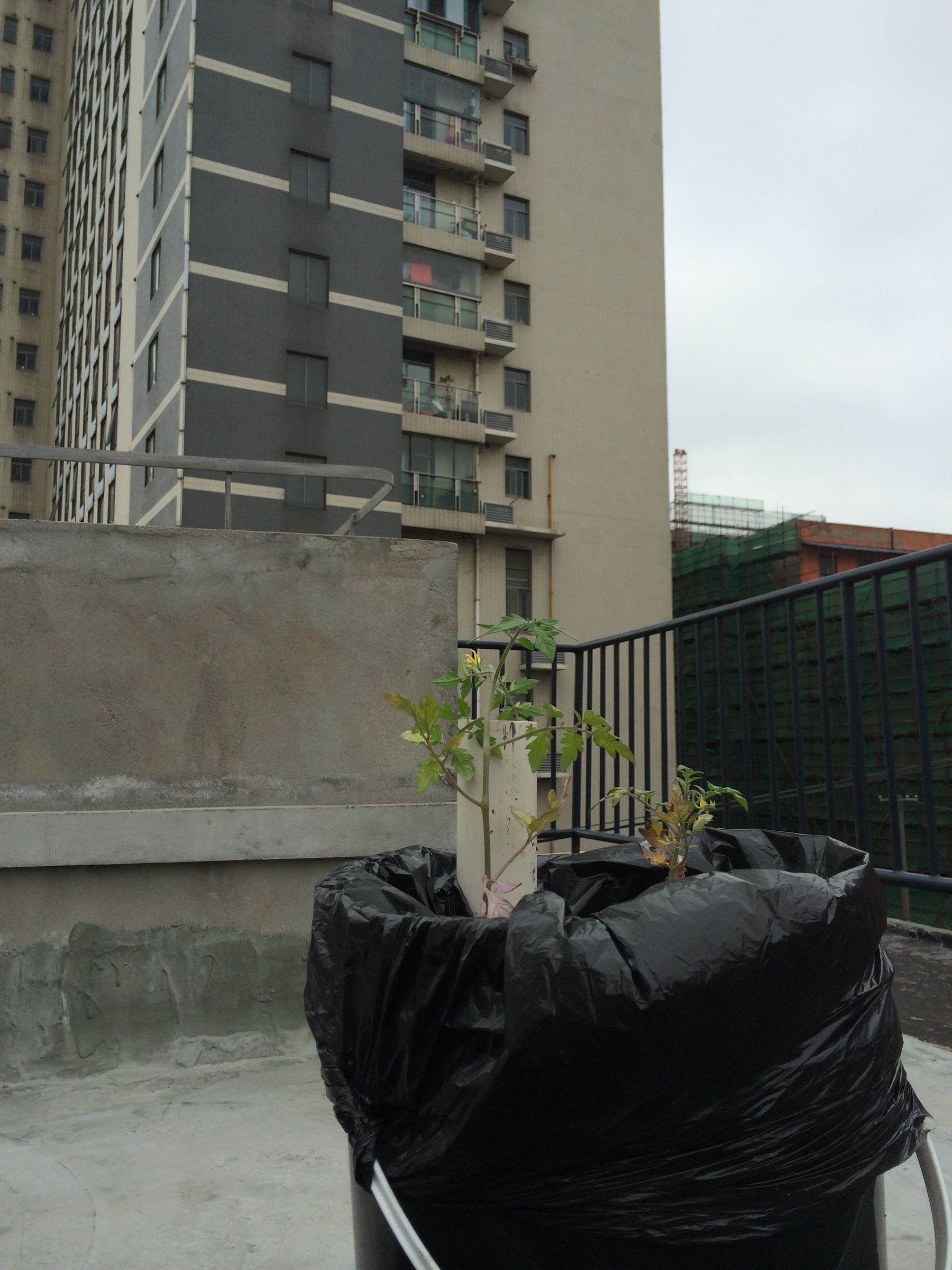 Self Watering Bucket Planter