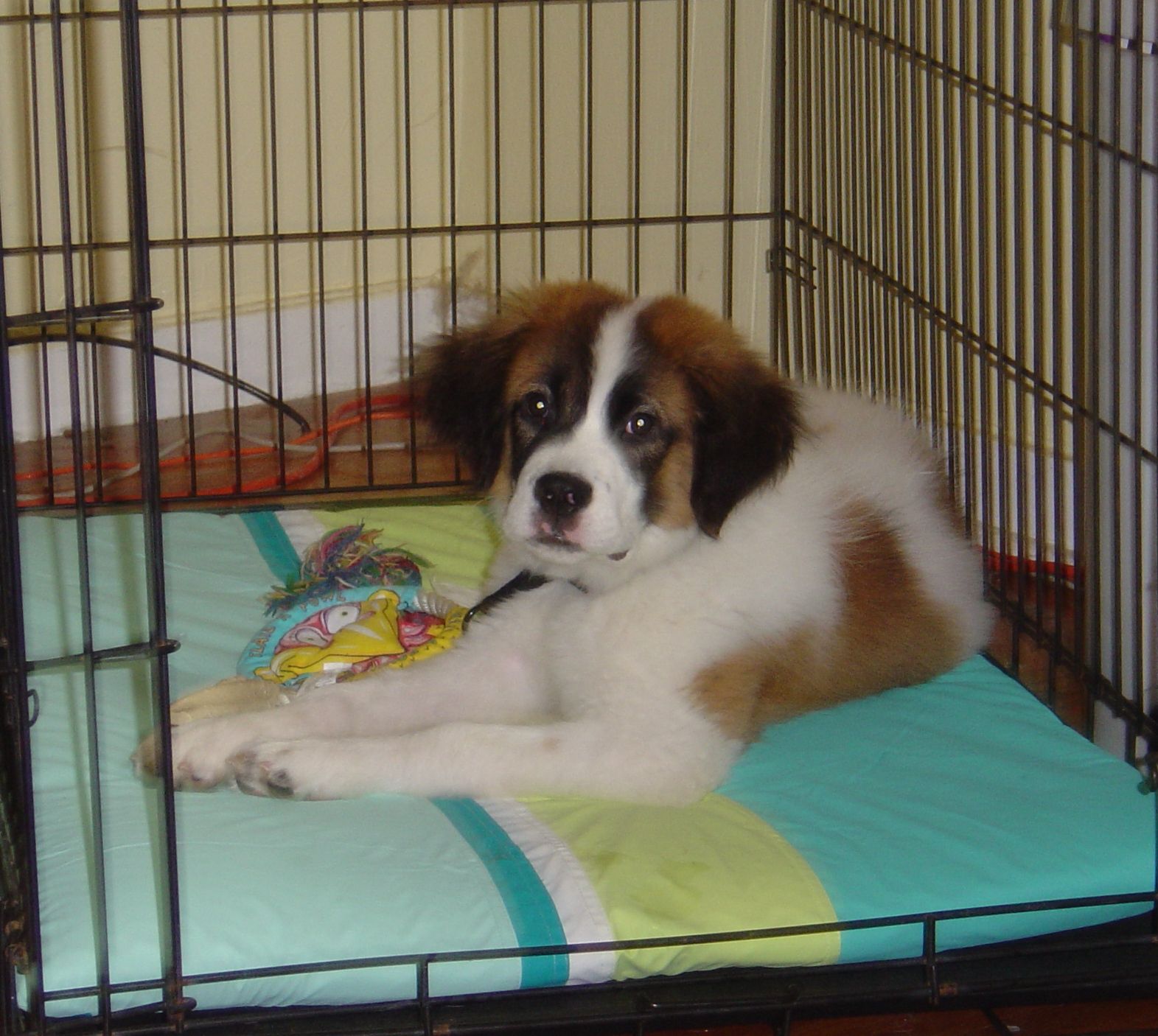 Waterproof Crate Cushion : 7 Steps - Instructables - Pet Crate Cushion For Comfort
