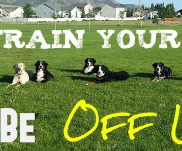 Teach Your Dog to Come to You (without Holding the Leash!)