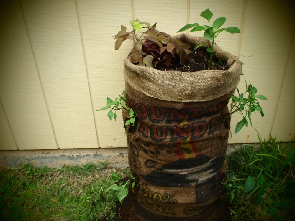 Sack Tree Diy A Garden in a Sack : 5 Steps (with Pictures) - Instructables