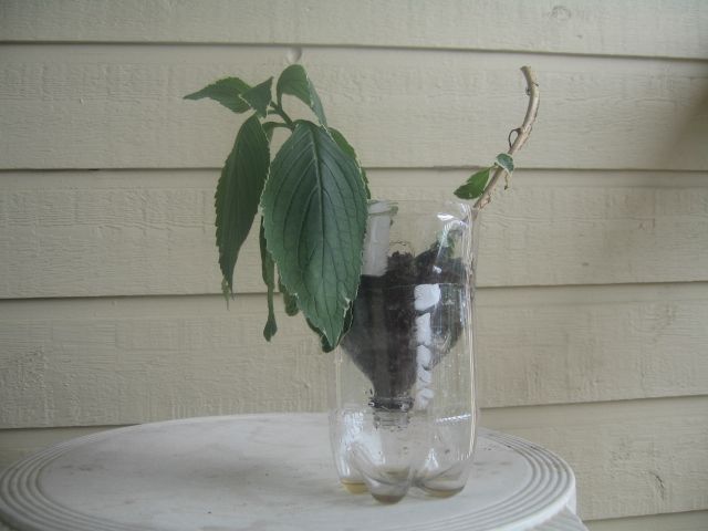 The Pop Bottle plant Pot----A improvised plant pot from a 2-liter pop bottle