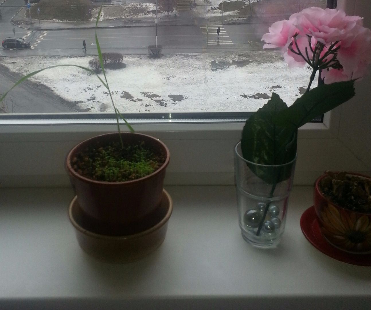 Home Growing. Lobelia Flower on the Windowsill.