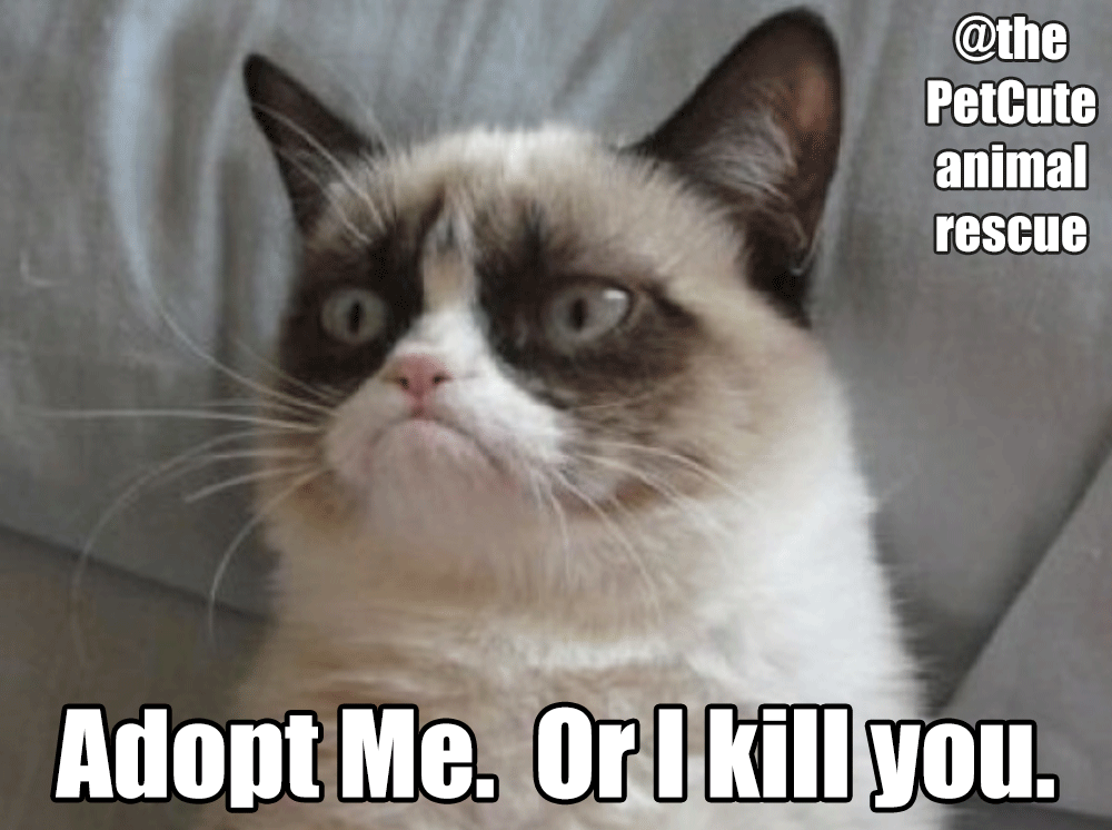 Documenting and Promoting Rescued Animals