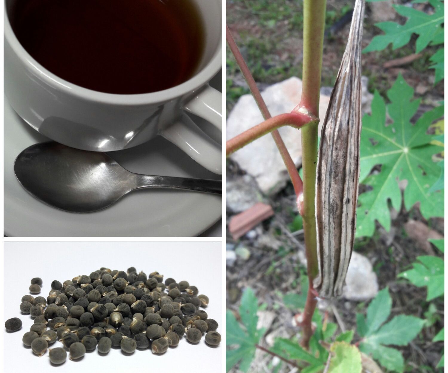 Coffee From Okra Seeds