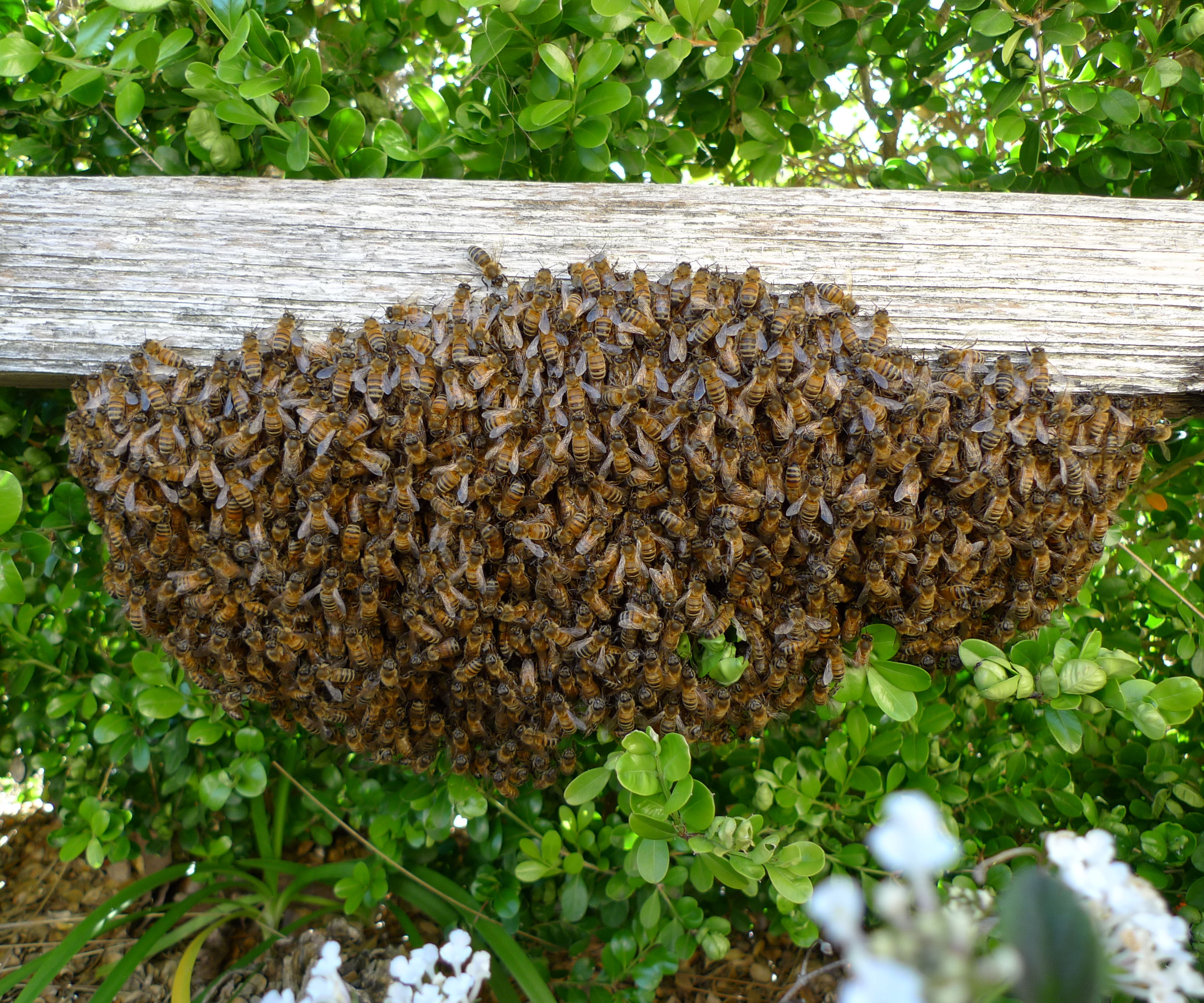 Collecting a Bee Swarm