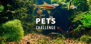 Pets Challenge