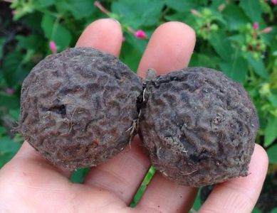 Black Walnut Harvesting & Processing : 11 Steps (with Pictures ...