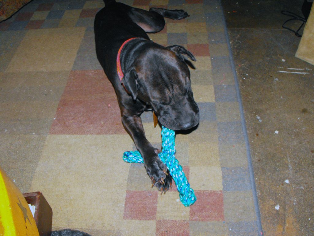 instructables dog toys