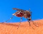 How to Pop a Mosquito