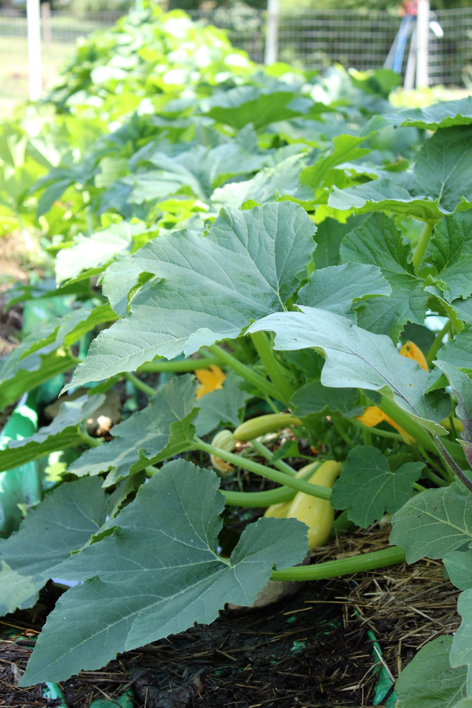 Ways to Freeze Squash 