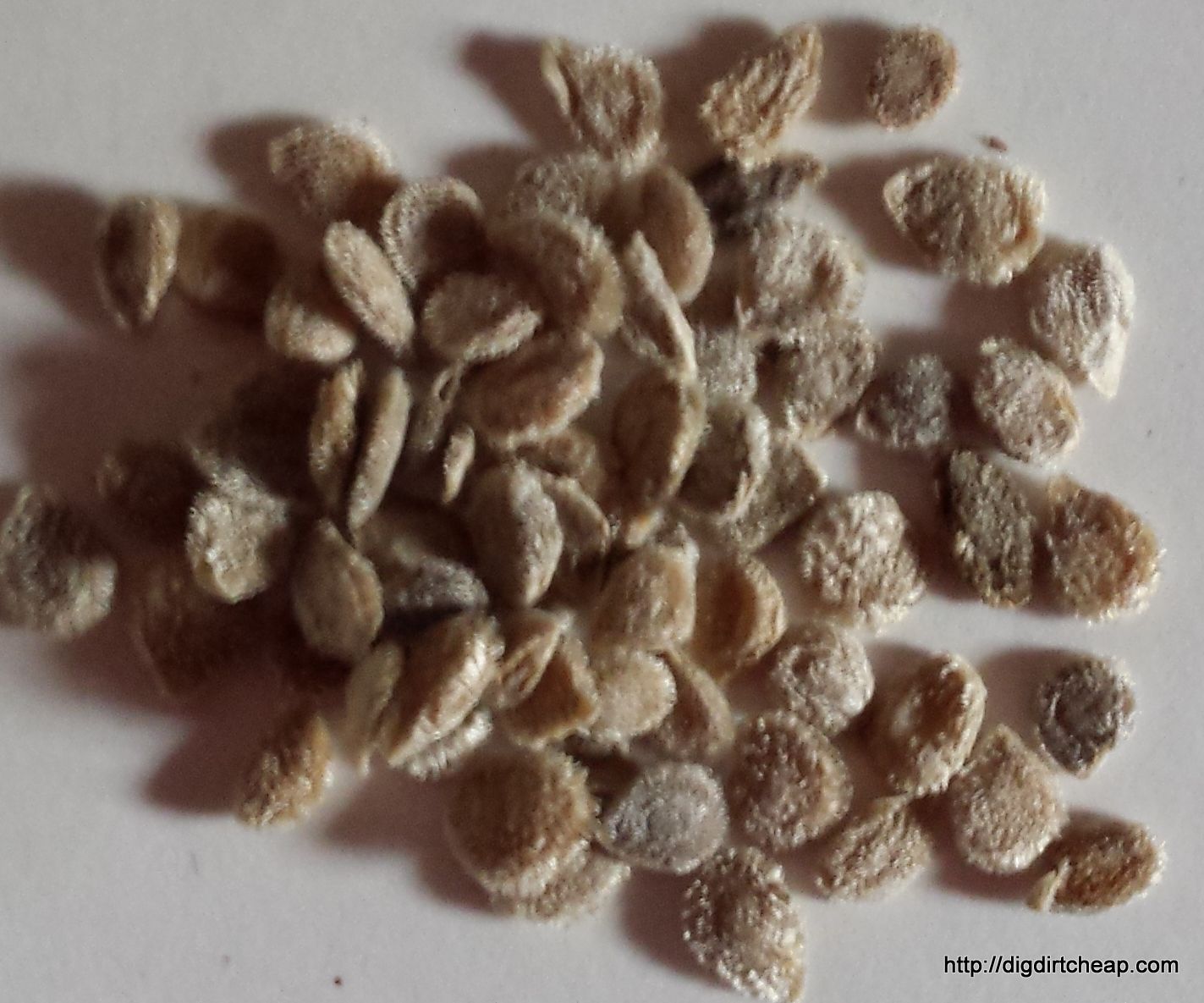 Starting Tomatoes From Seed