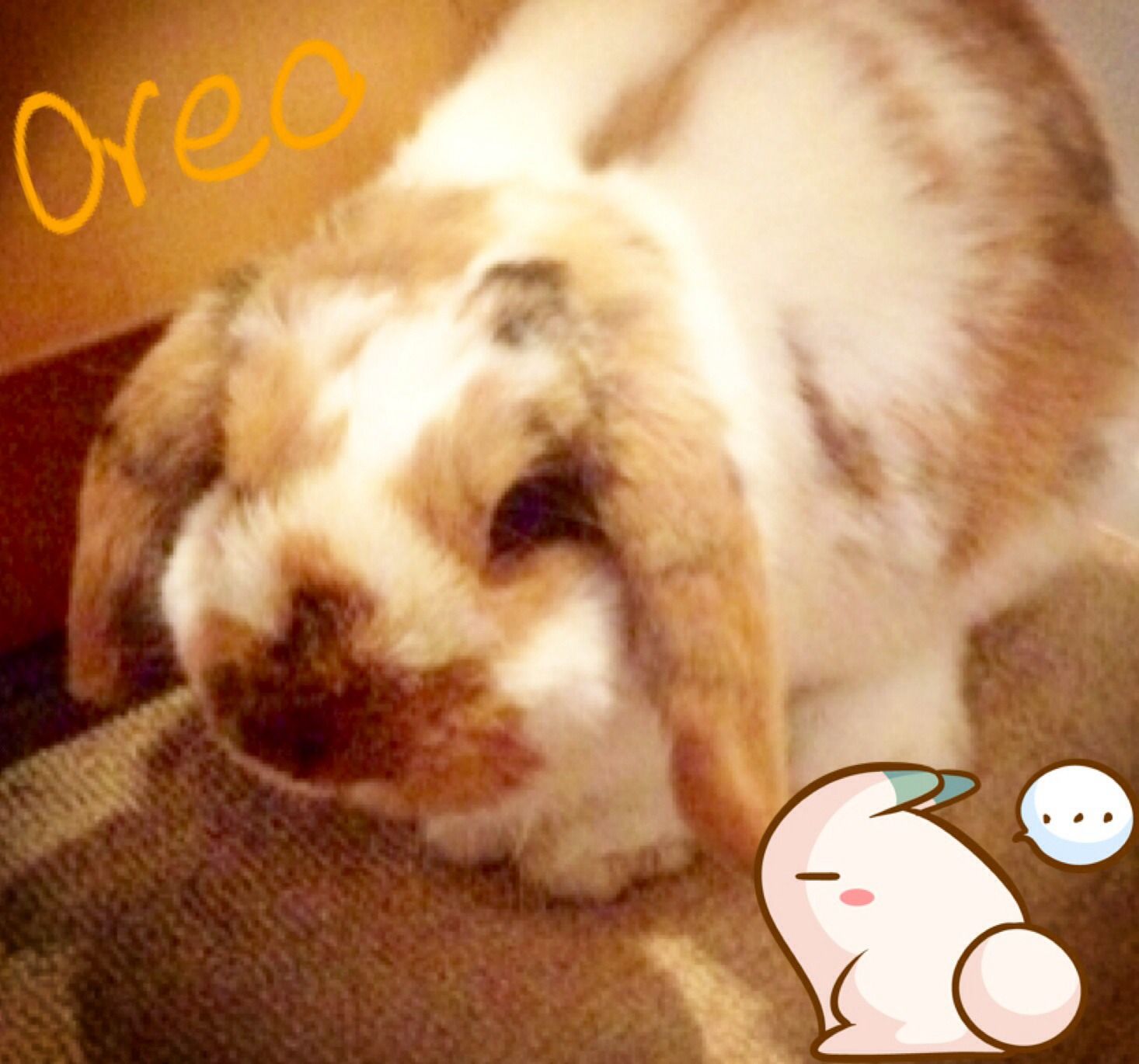 How to Groom Your Rabbit