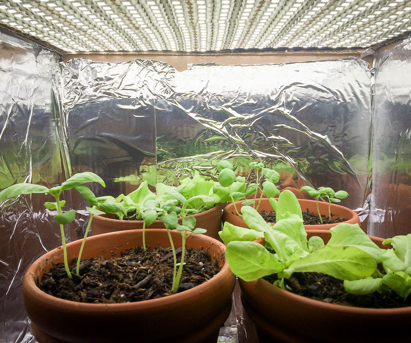 Small Indoor LED Plant Grow Room