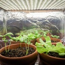 Small Indoor LED Plant Grow Room