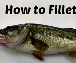 How to Fillet a Fish