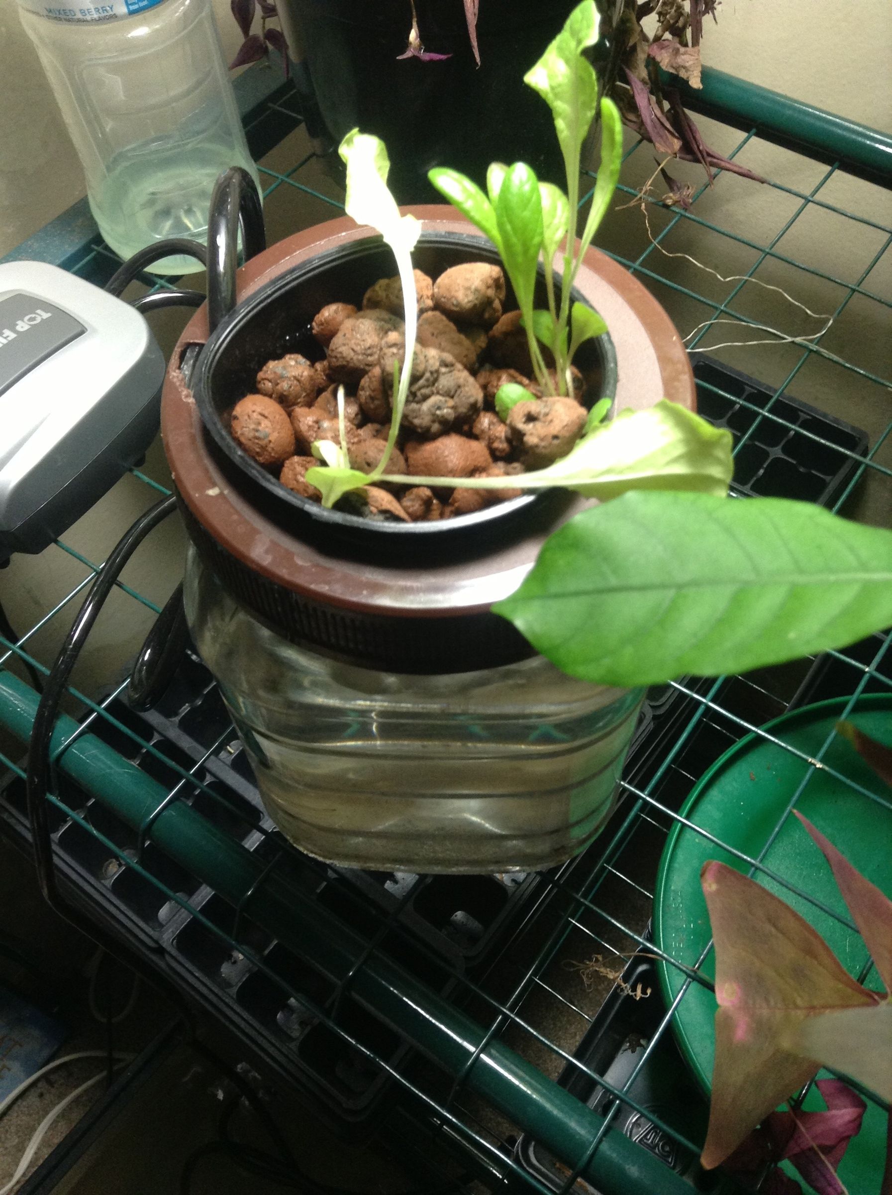 Small Aquaponics for Small Budget