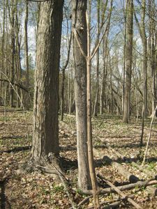 Tripod: Picking the Right Wood