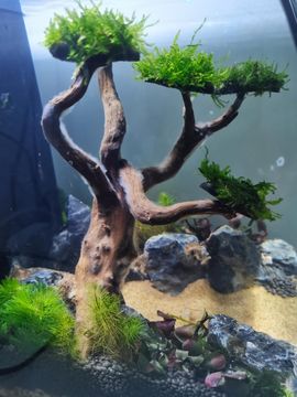 Make a Small Aquascape Within 2 Hours : 7 Steps - Instructables