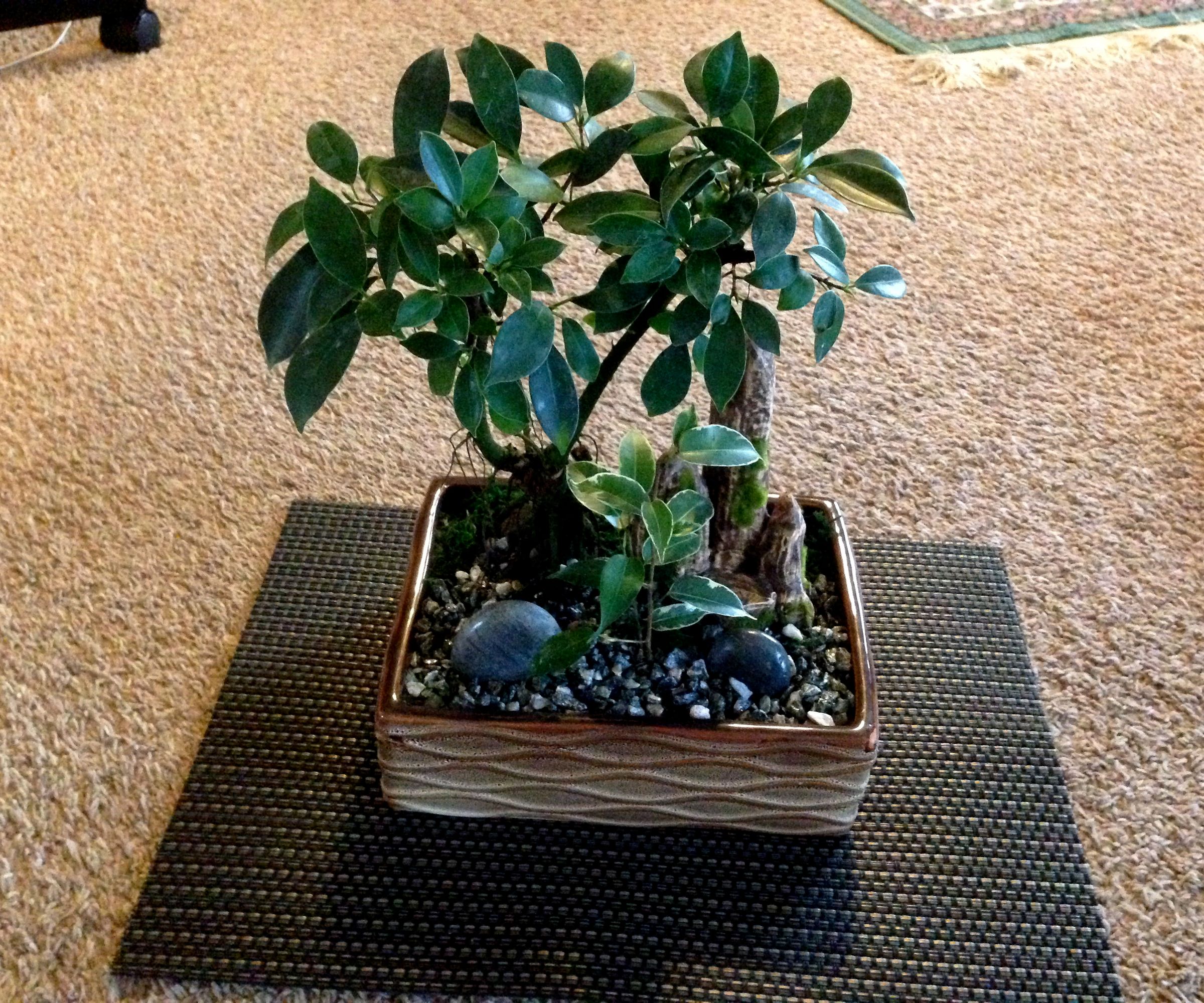 Bonsai Basics 1:  Rescuing "Mallsai"