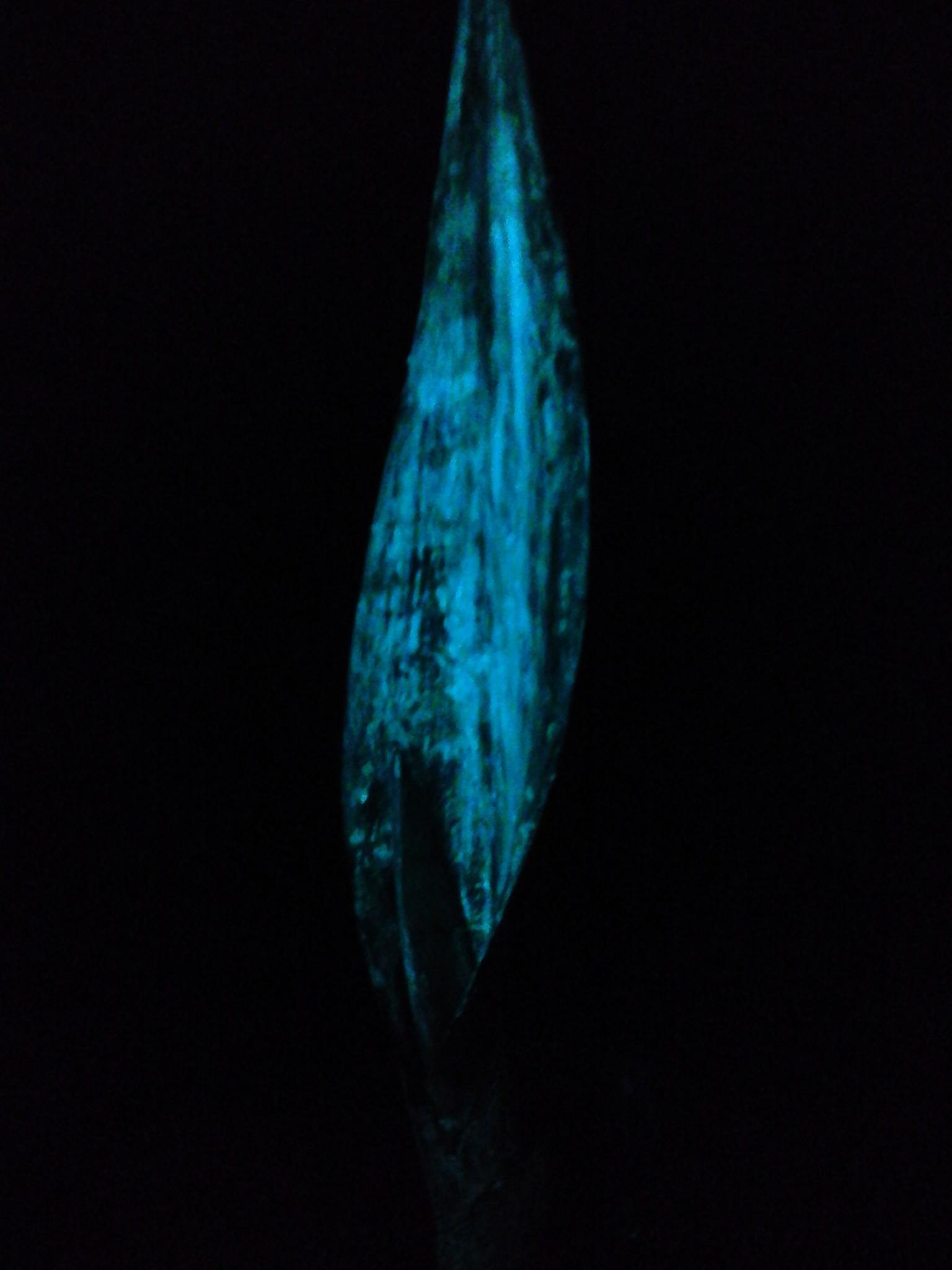 Glowing Plant 4 Steps (with Pictures) Instructables