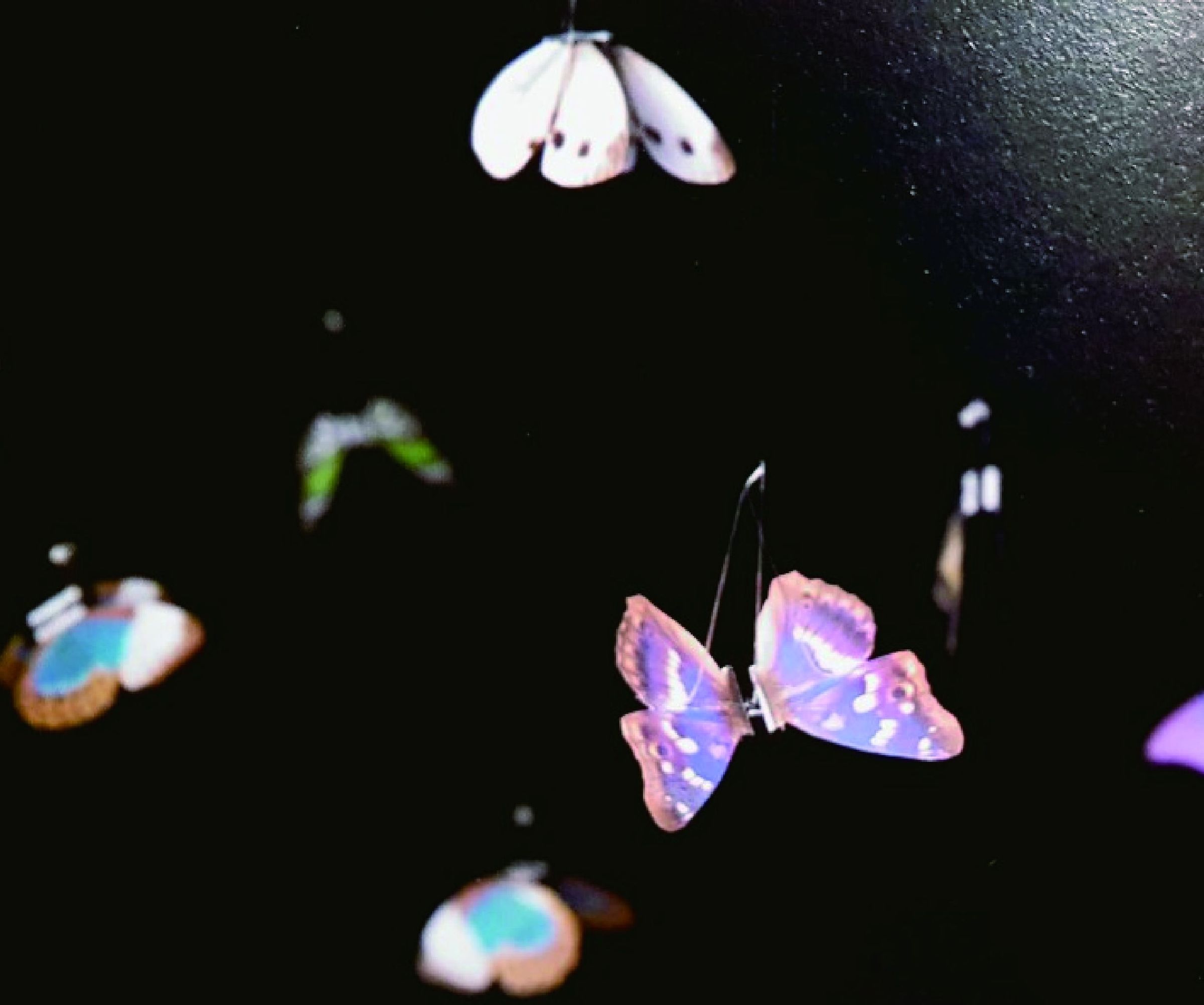 Butterfly Effect 