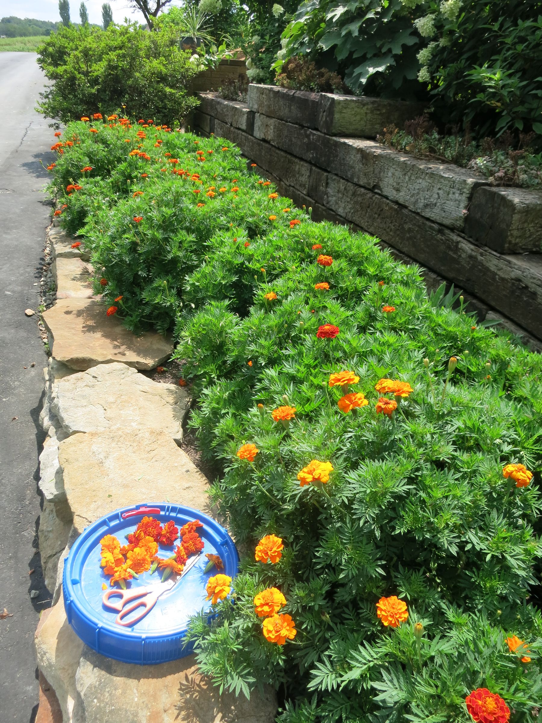 Harvesting Flower Seeds for Next Year's Gardens 3 Steps (with