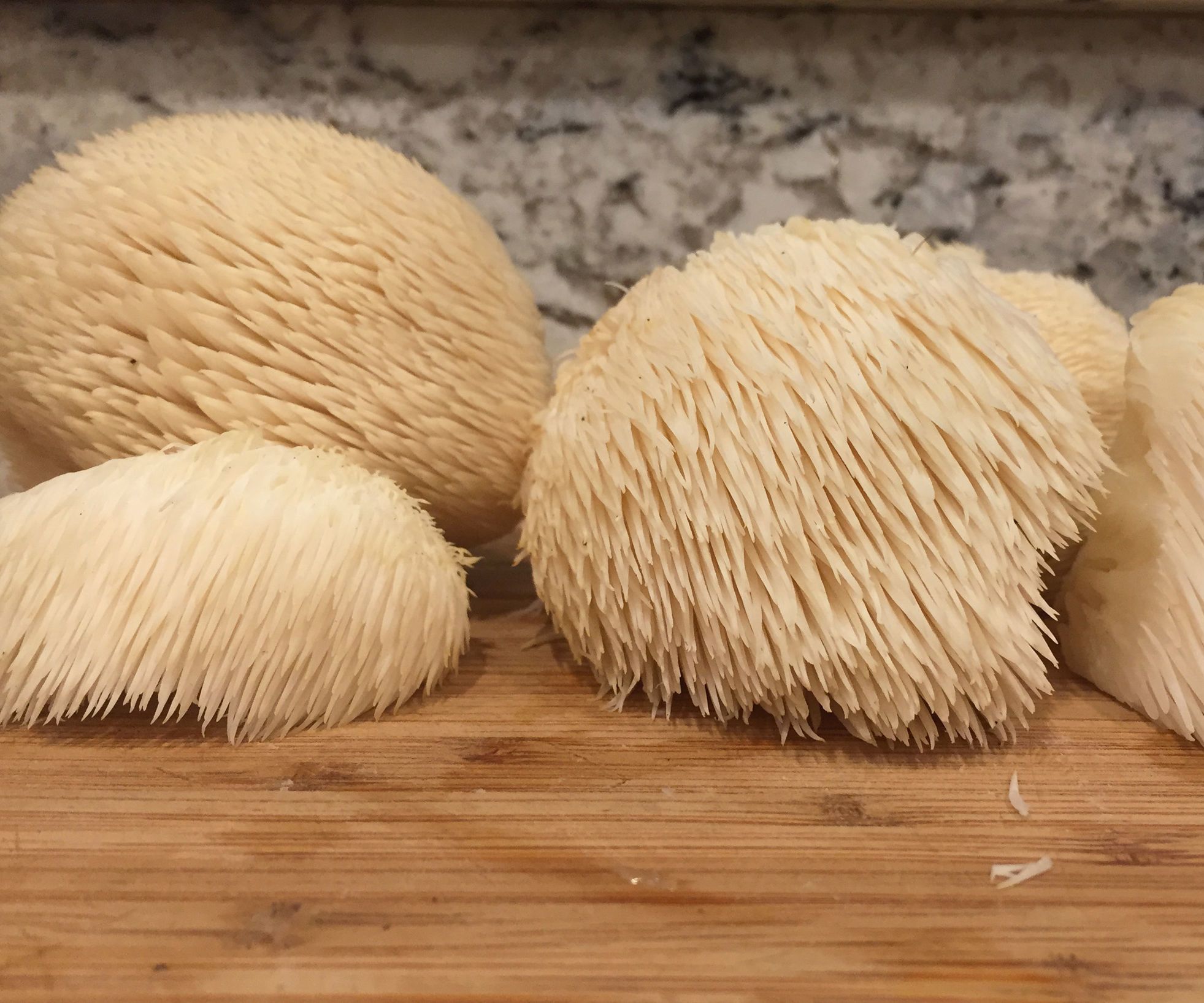 Stalking the Wild Lion's Mane Mushroom