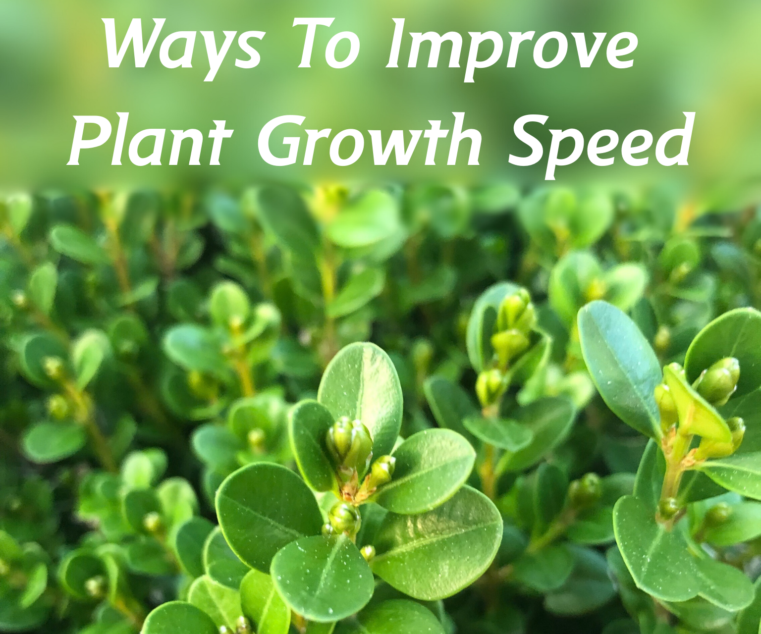 Ways to Improve Plant Growth Speed