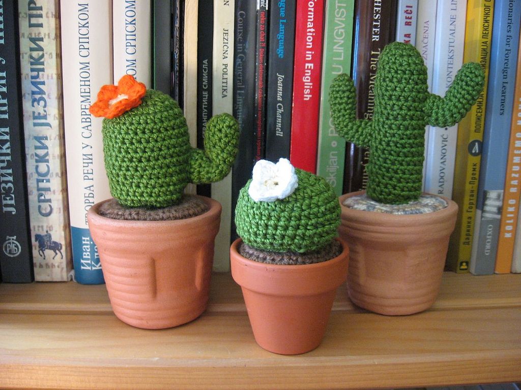 Cactus Family