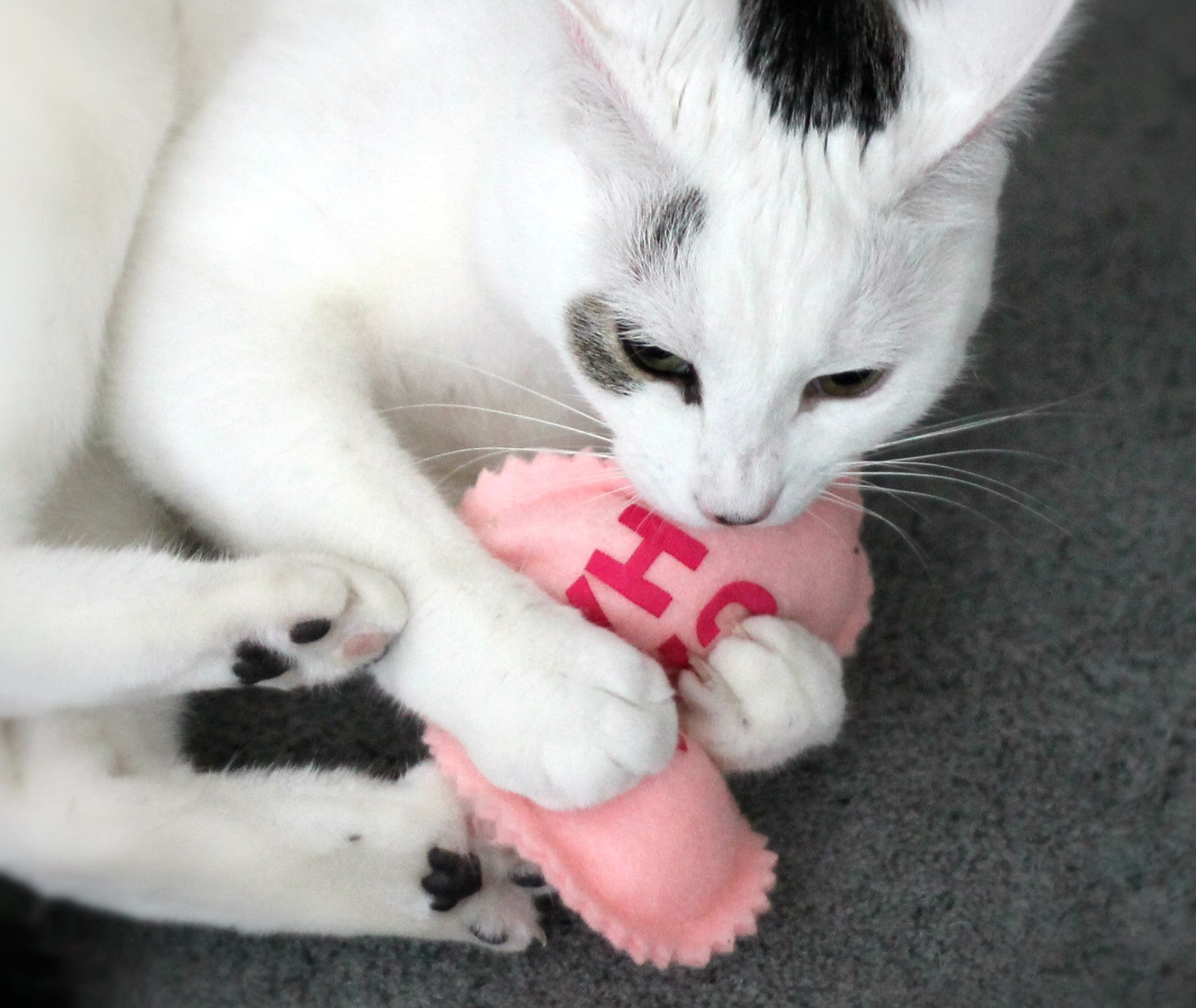 Catnip Conversation Hearts