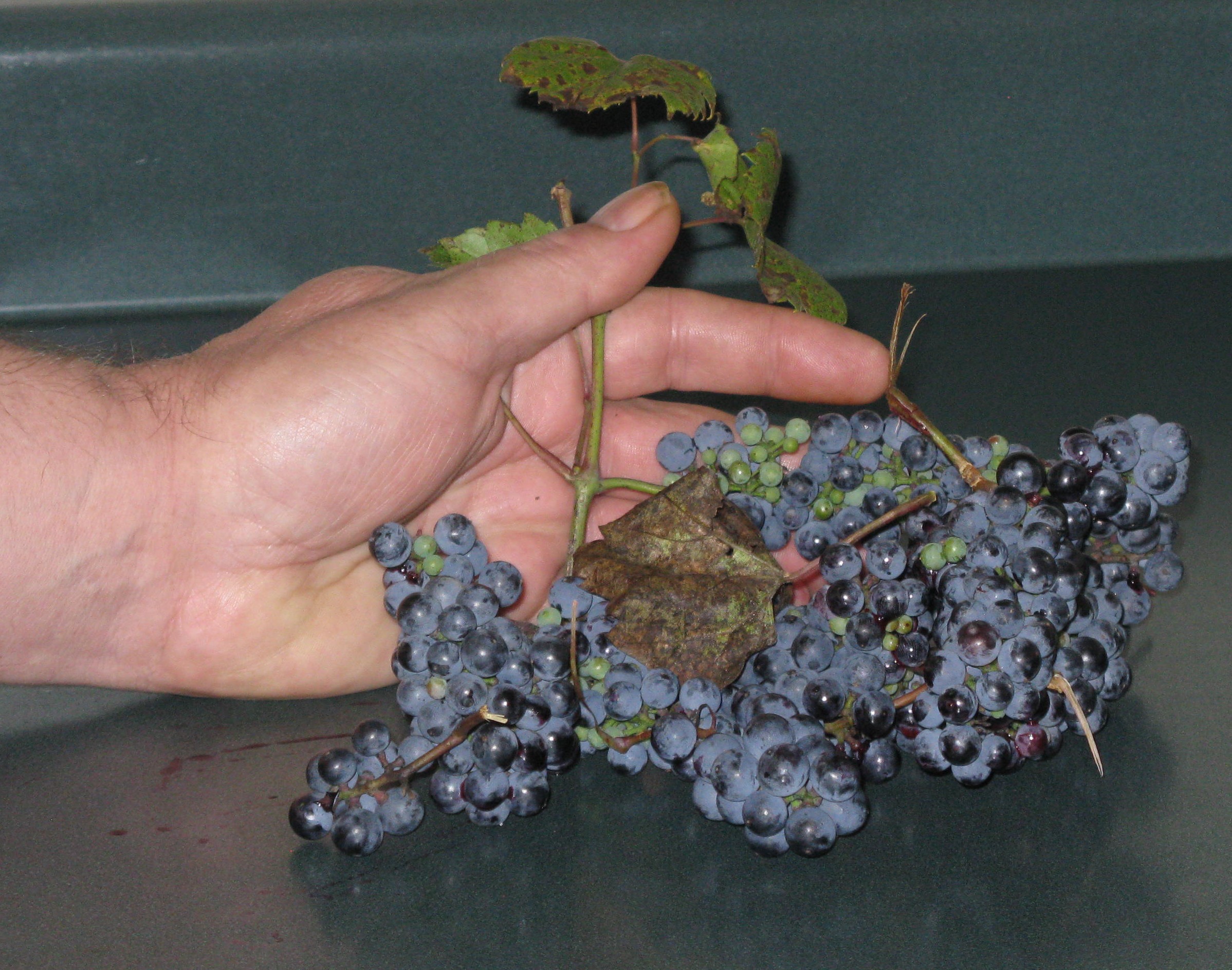 Sugarless Wild Grape Jelly