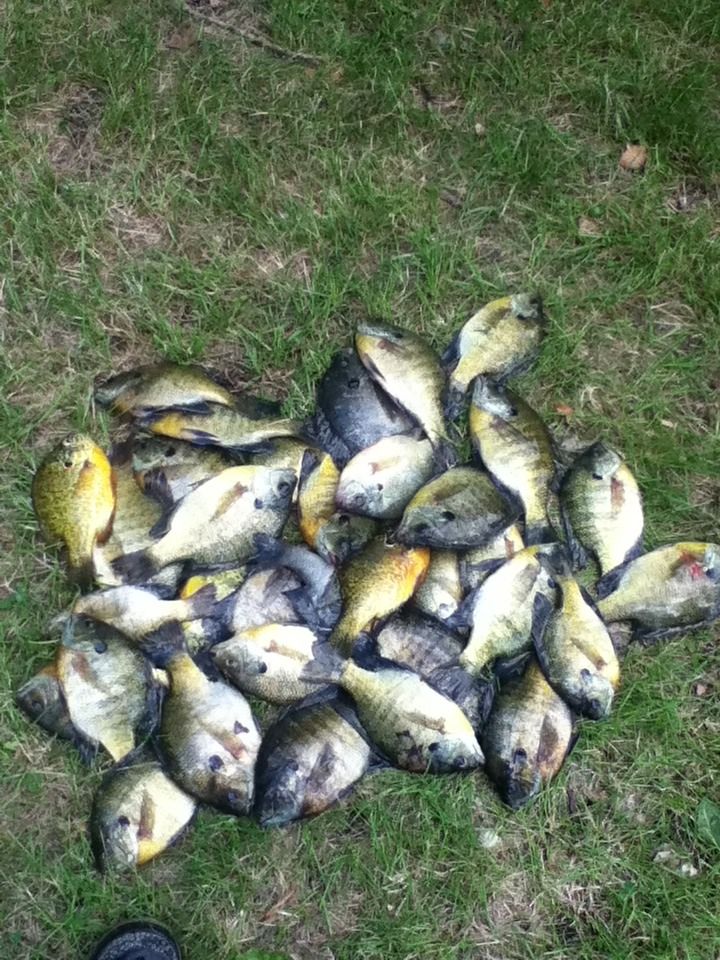 Sunfish Fishing