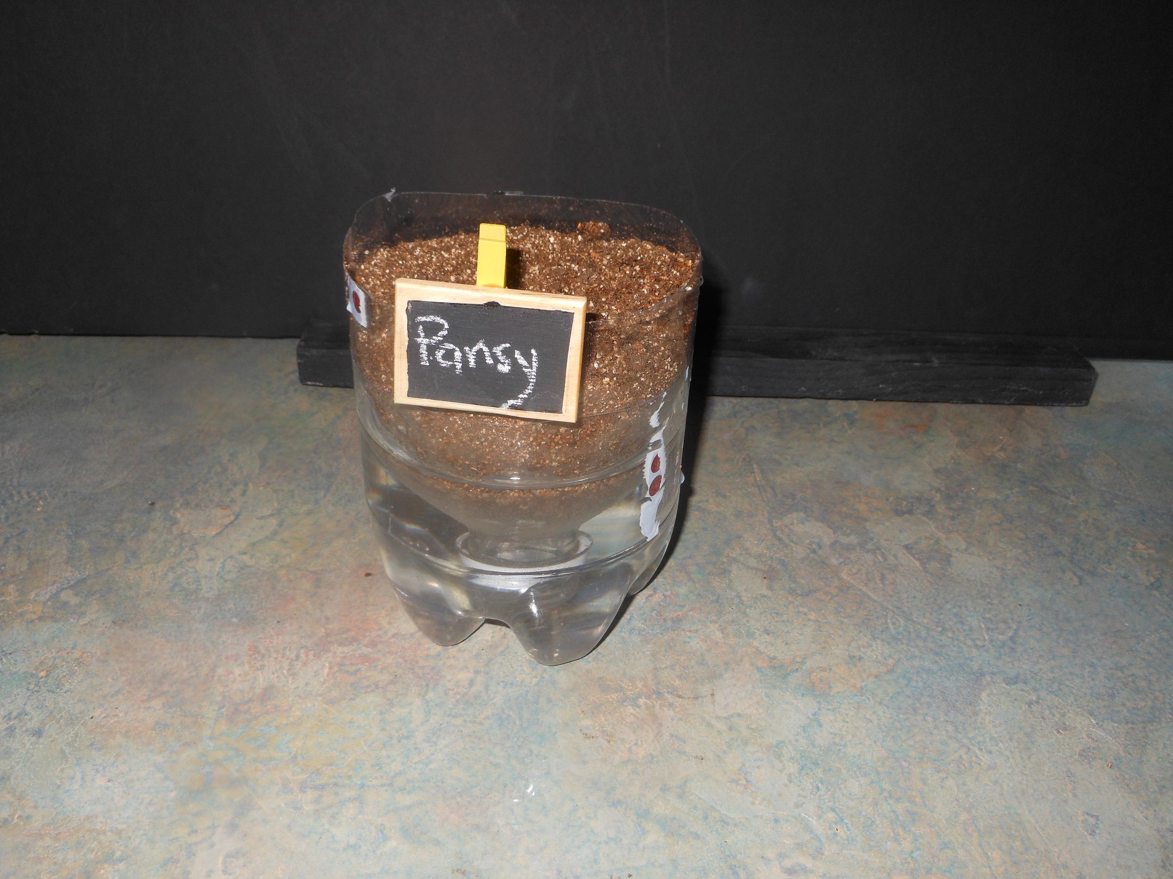 How to Create a Self-watering Seed Starter