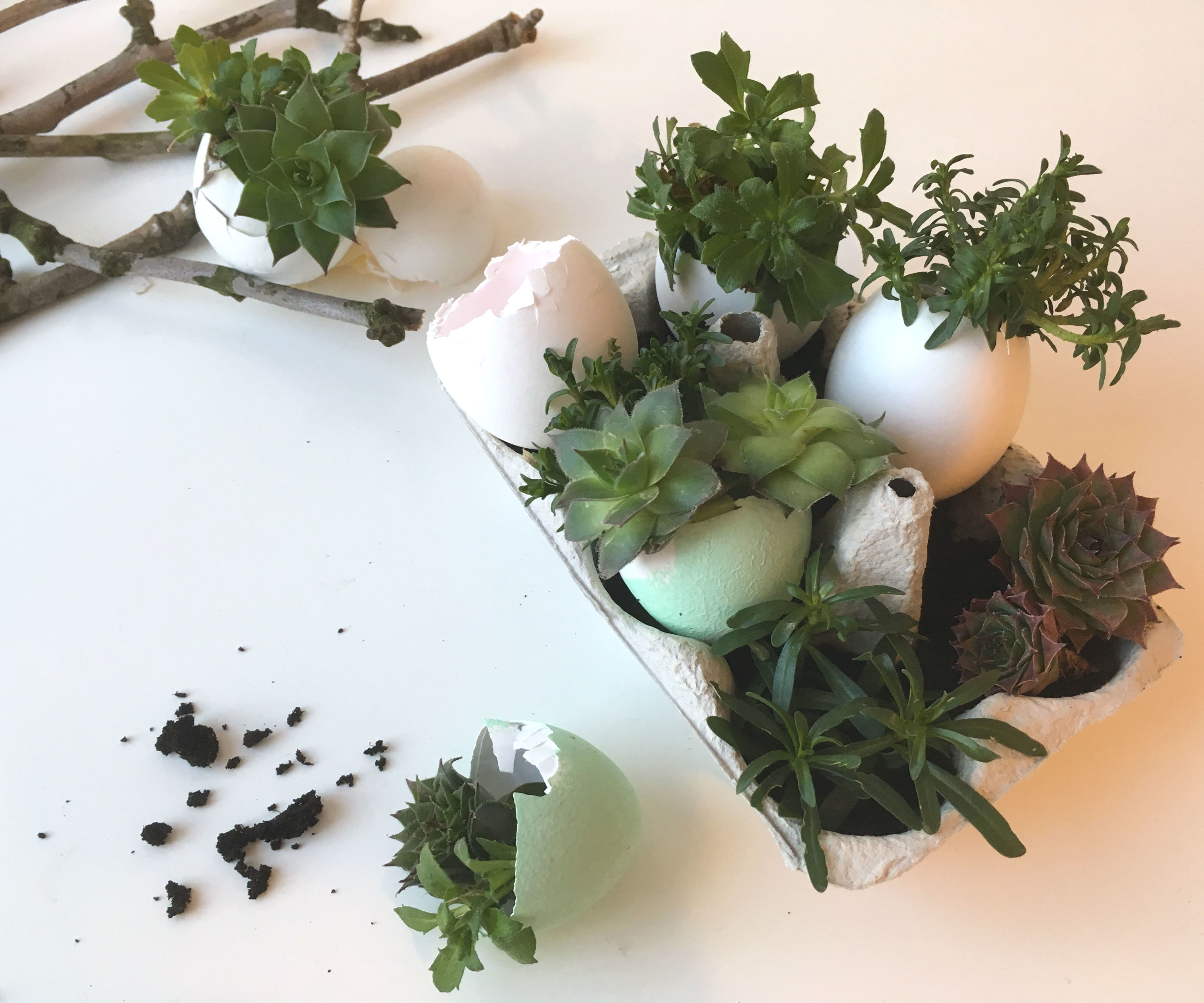 Eggshell Mini Succulent Garden