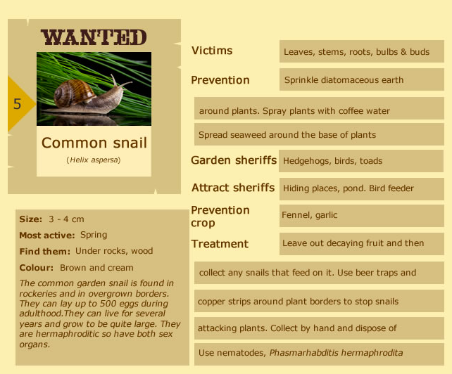 How to Deal Organically With 12 Common Garden Pests Without ...