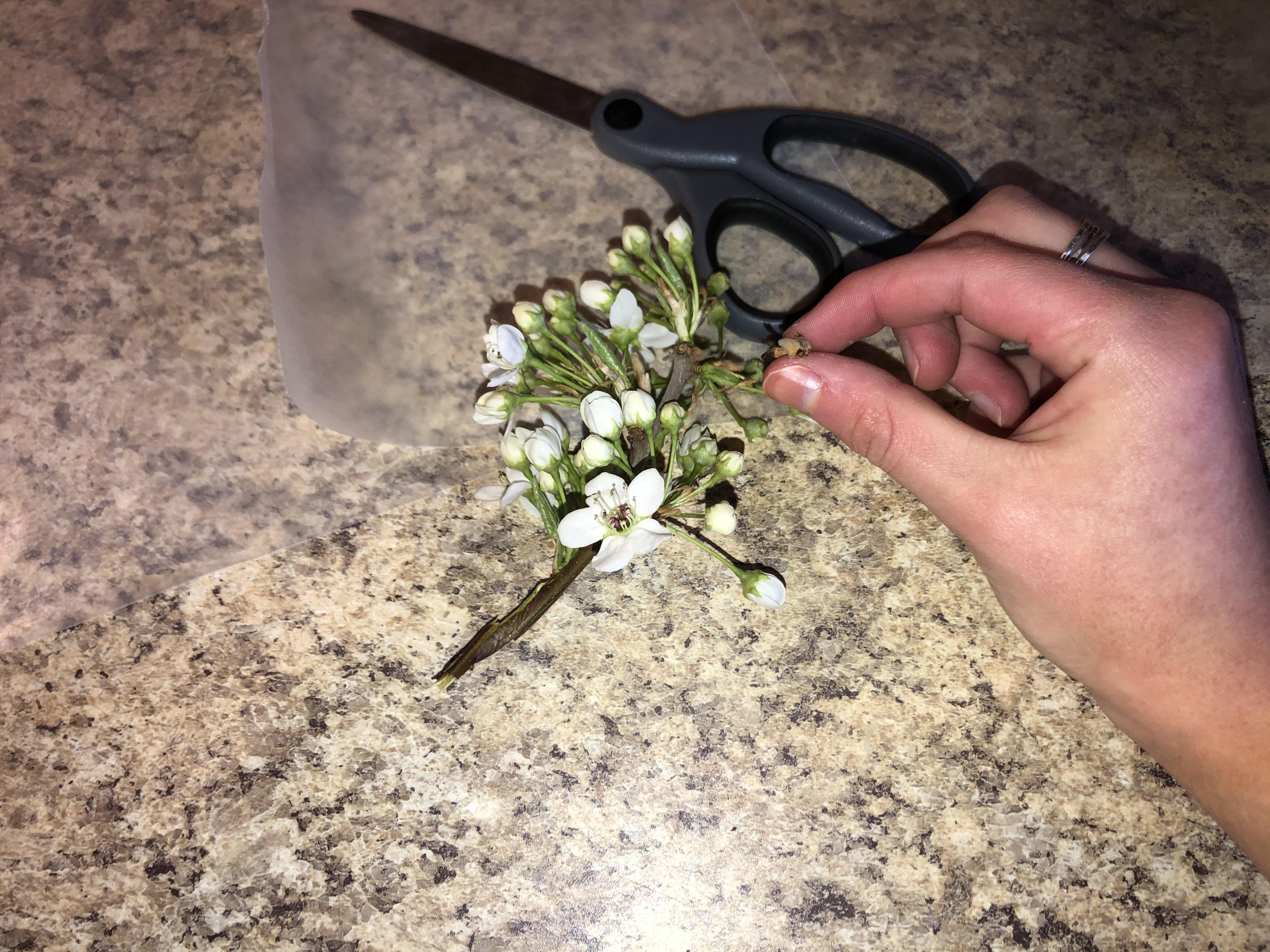 How to Press Flowers in a Book 16 Steps Instructables